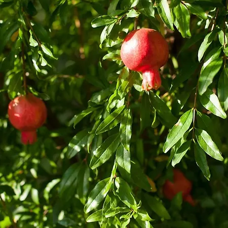 Guest house Polychka Winehouse