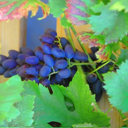 Polychka Winehouse Vynohradiv