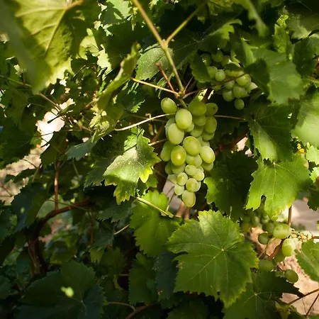 Guest house Polychka Winehouse Vynohradiv