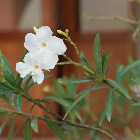 Guest house Polychka Winehouse