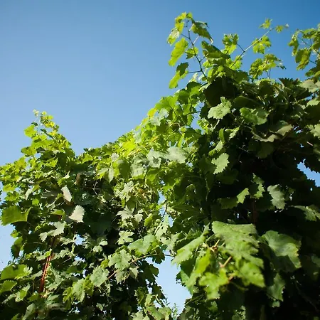 Guest house Polychka Winehouse Vynohradiv