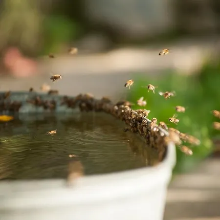 Guest house Polychka Winehouse