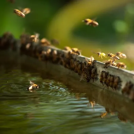 Polychka Winehouse Vynohradiv