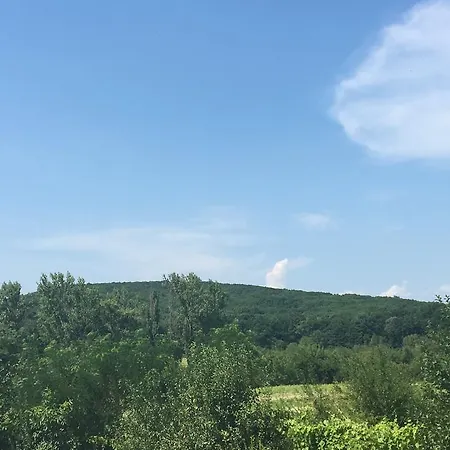 Polychka Winehouse 3* Vynohradiv