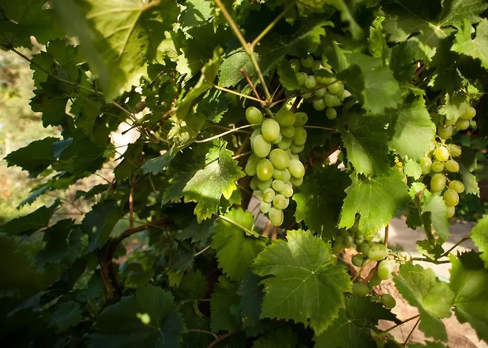 Vendégház Polychko Winehouse Nagyszőlős